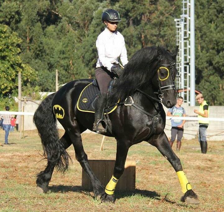 Friesian Horses